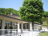 ケヤキ100517.jpg
