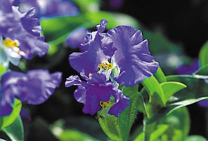 青花.jpg