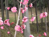 IMG_2262.jpg