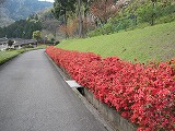 IMG_2391.jpg