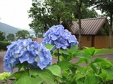 IMG_2637.jpg