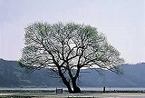 kanko-yanagi[1].jpg