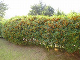 reIMG_4087.jpg