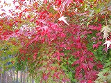reIMG_4208.jpg
