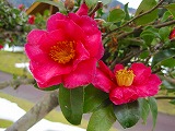 reIMG_4320.jpg