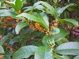 s-IMG_3040.jpg