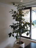 s-IMG_3043.jpg