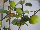 s-IMG_3052.jpg