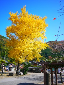 2012.11.23