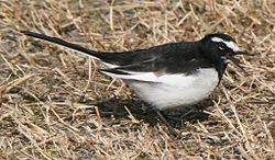 250px-Motacilla_grandis_crying
