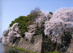 彦根城桜まつり 公式 ロテル デュ ラク 滋賀県長浜市のスモールラグジュアリーホテル