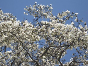 IMG_5666_R