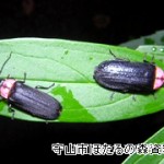 蛍