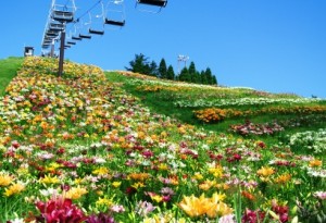 箱館山ユリ園