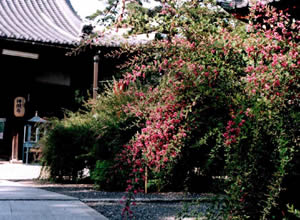 萩